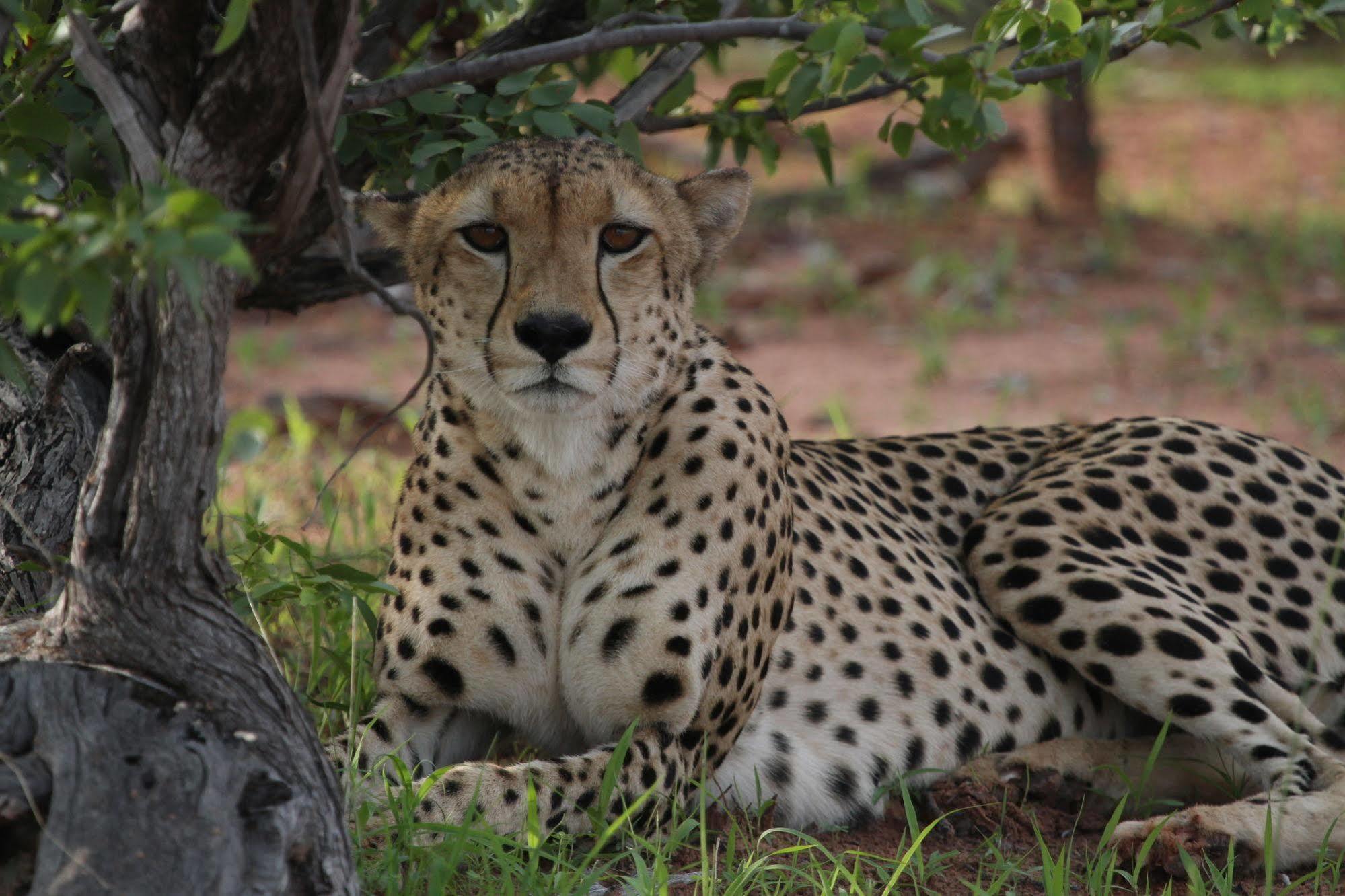 Changa Safari Camp Matusadona National Park Buitenkant foto